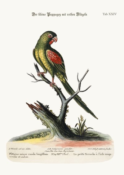 Il piccolo parrocchetto dalle ali rosse, 1749-73 da George Edwards